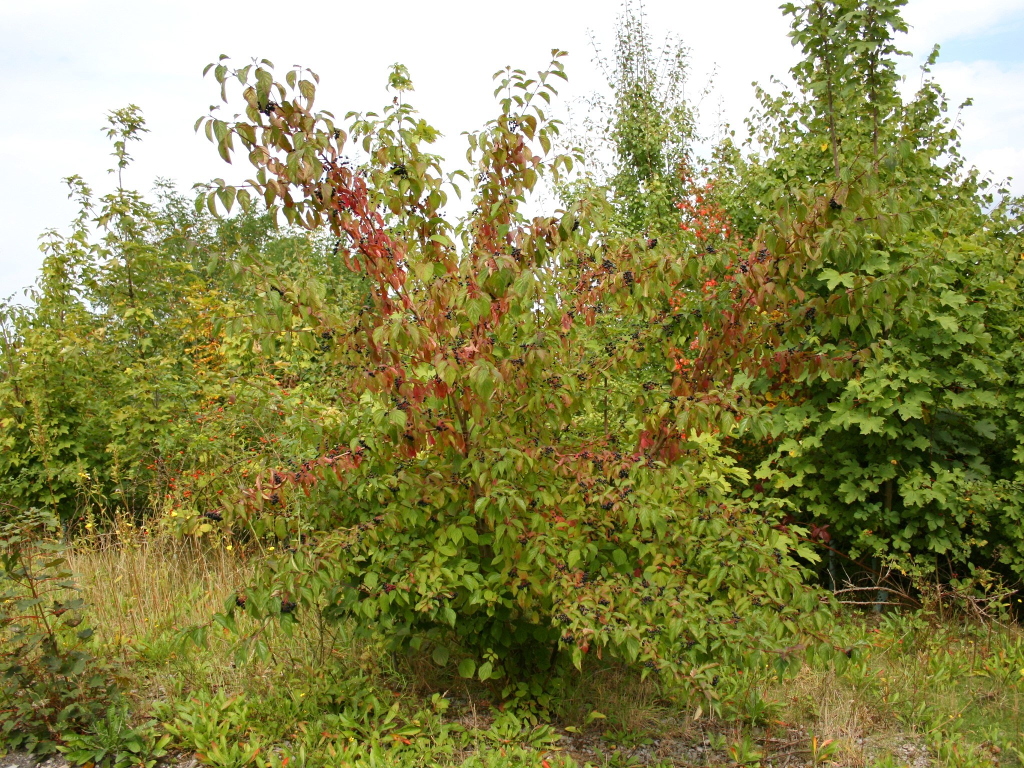 Roter Hartriegel Cornus sanguinea L. Bienenroute